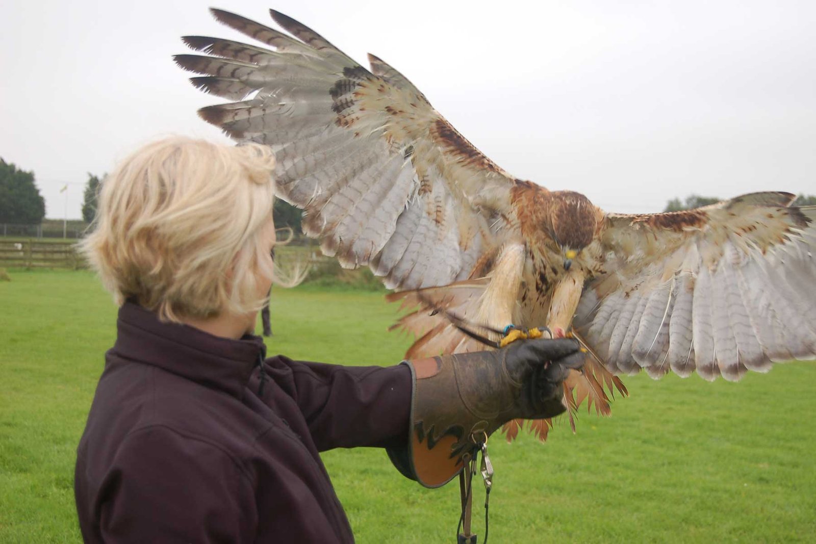 Bird of Prey