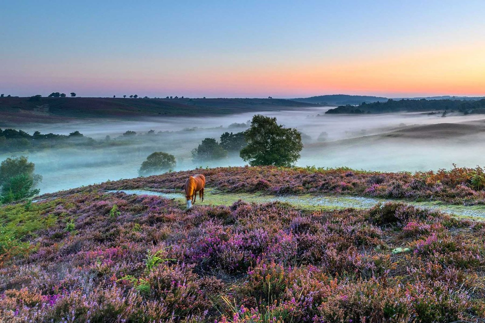 new-forest-england from London Country Tours